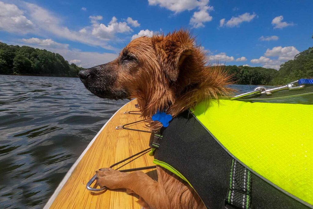 paddle boarding with dogs