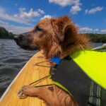 paddle boarding with dogs